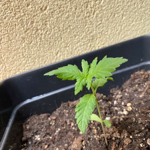 Marimba7777 growlog timeline photo