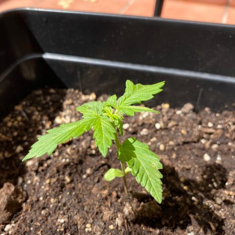 Marimba7777 growlog timeline photo