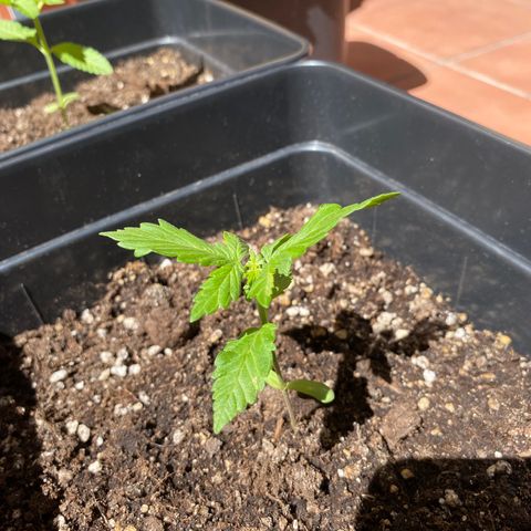 Marimba7777 growlog timeline photo