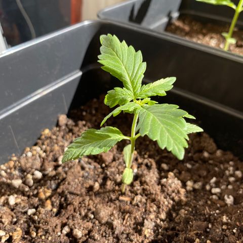 Marimba7777 growlog timeline photo