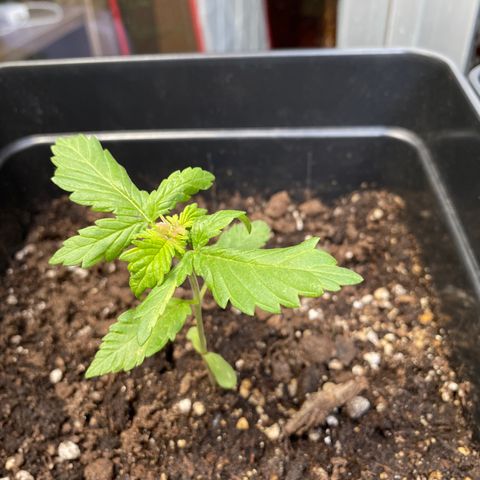 Marimba7777 growlog timeline photo