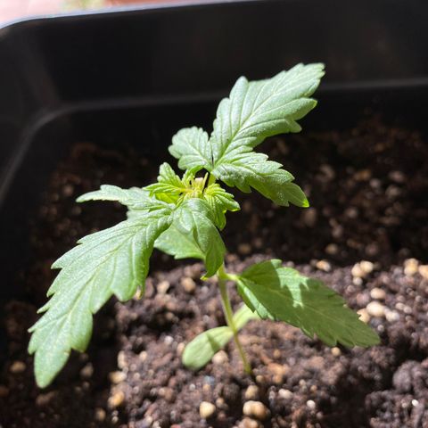Marimba7777 growlog timeline photo