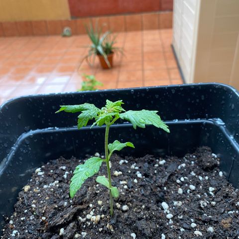 Marimba7777 growlog timeline photo