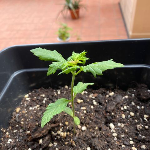 Marimba7777 growlog timeline photo