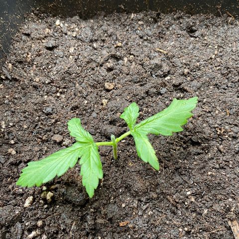 Marimba7777 growlog timeline photo