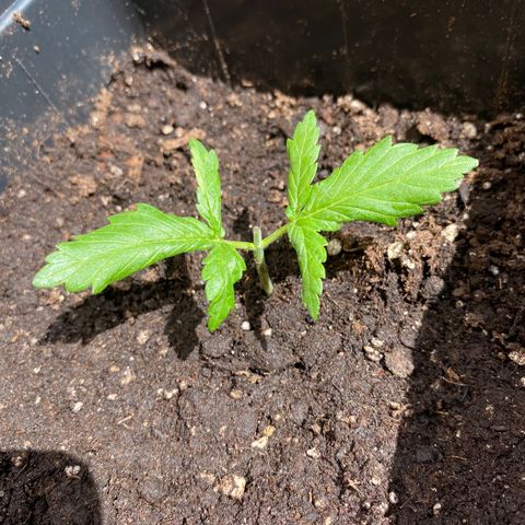 Marimba7777 growlog timeline photo