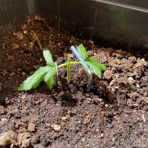 Marimba7777 growlog timeline photo