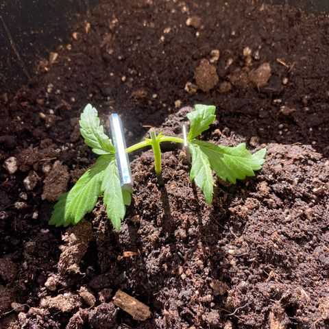 Marimba7777 growlog timeline photo