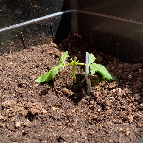 Marimba7777 growlog timeline photo