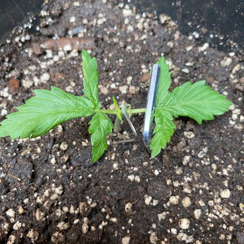 Marimba7777 growlog timeline photo