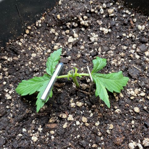 Marimba7777 growlog timeline photo