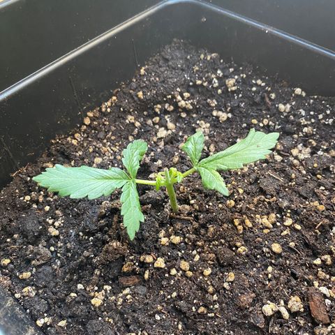 Marimba7777 growlog timeline photo