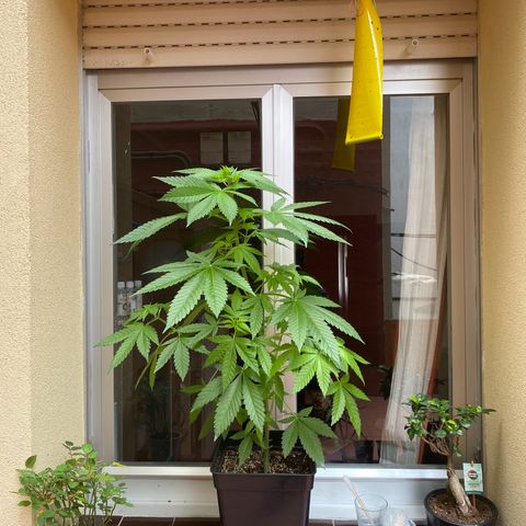 Marimba7777 growlog timeline photo