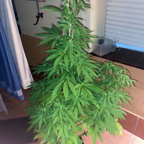 Marimba7777 growlog timeline photo