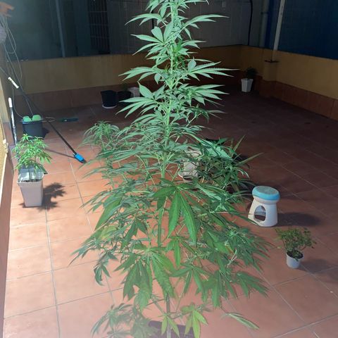 Marimba7777 growlog timeline photo