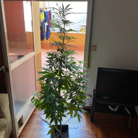 Marimba7777 growlog timeline photo