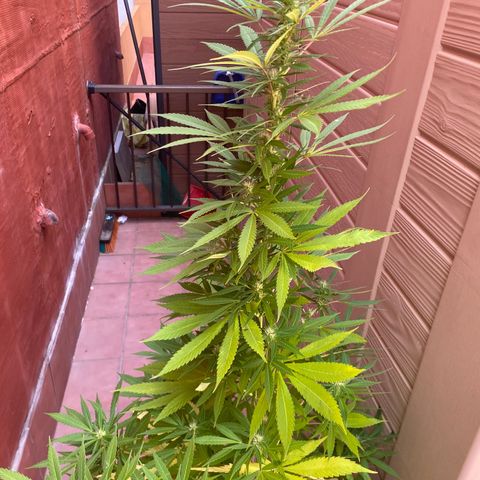 Marimba7777 growlog timeline photo