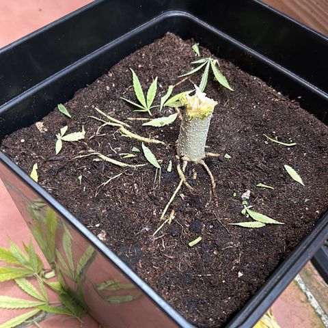 Marimba7777 growlog timeline photo