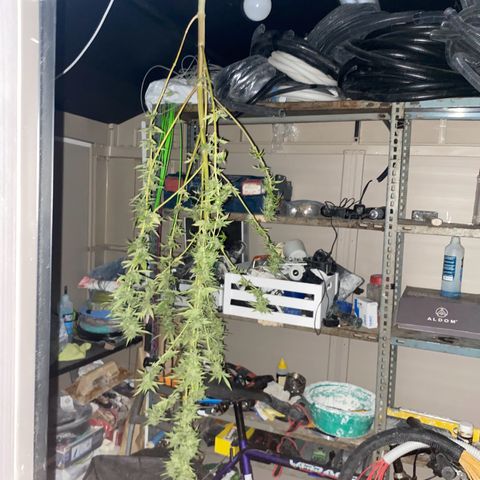 Marimba7777 growlog timeline photo