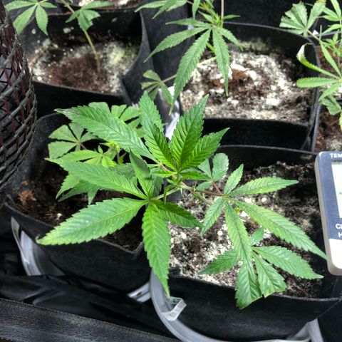 Mimosa  #16 growlog timeline photo