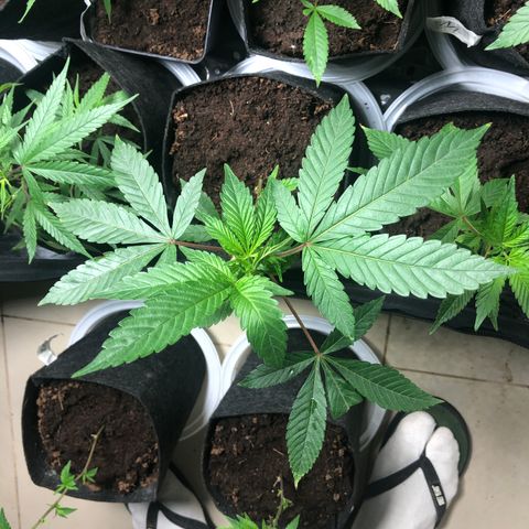Mimosa  #16 growlog photo: Riego 250ml ph 5 bajandonsuatrato ph 6,5
Ph sin comprobar