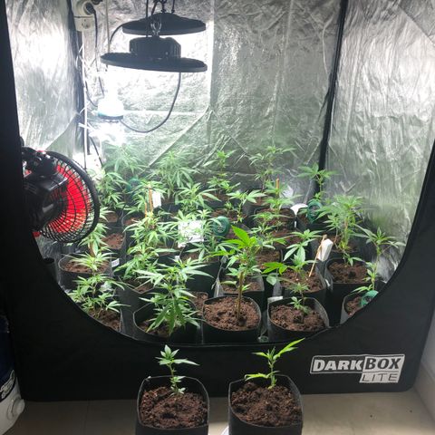 Mimosa  #16 growlog photo: Riego 250ml ph 5 bajandonsuatrato ph 6,5
Ph sin comprobar