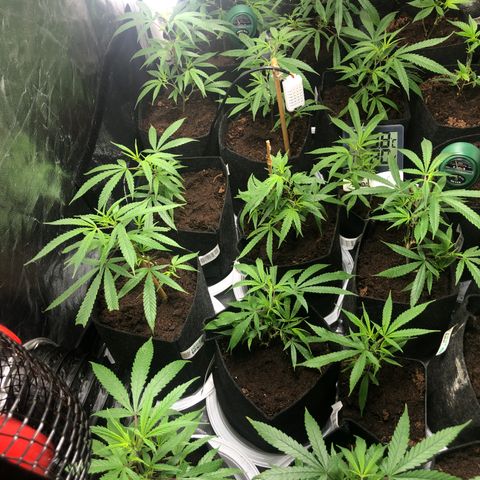 Mimosa  #16 growlog photo: Riego 250ml ph 5 bajandonsuatrato ph 6,5
Ph sin comprobar