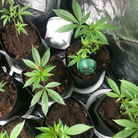 Mimosa  #16 growlog photo: Riego 250ml ph 5 bajandonsuatrato ph 6,5
Ph sin comprobar