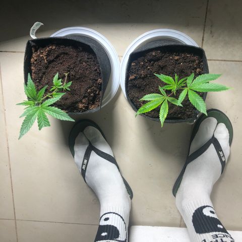 Mimosa  #16 growlog photo: Riego 250ml ph 5 bajandonsuatrato ph 6,5
Ph sin comprobar