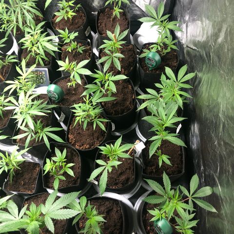Mimosa  #16 growlog photo: Riego 250ml ph 5 bajandonsuatrato ph 6,5
Ph sin comprobar
