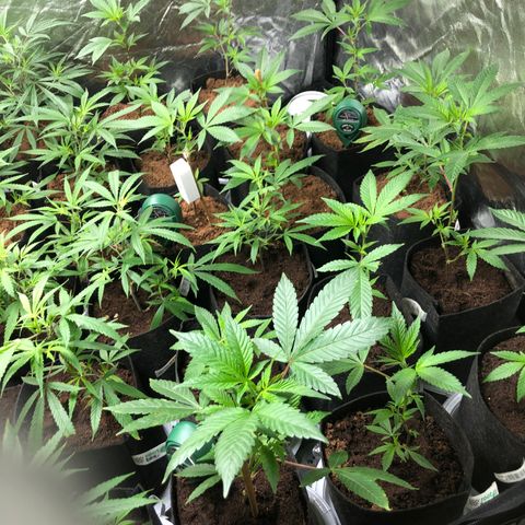 Mimosa  #16 growlog timeline photo