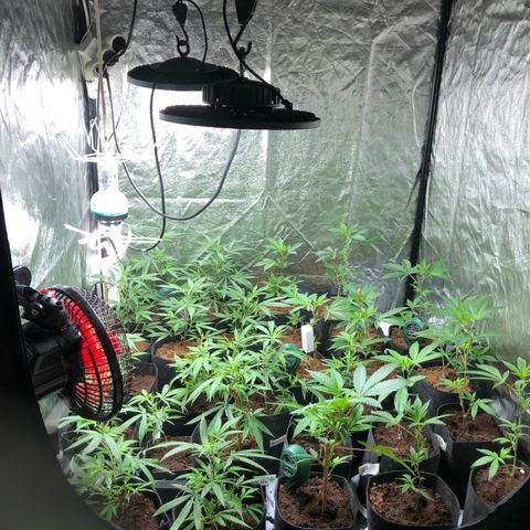 Mimosa  #16 growlog timeline photo