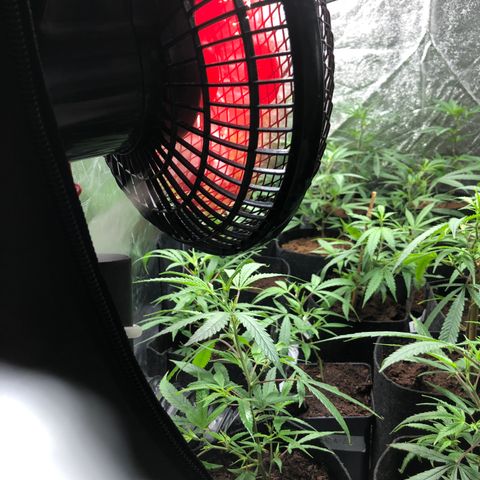 Mimosa  #16 growlog timeline photo