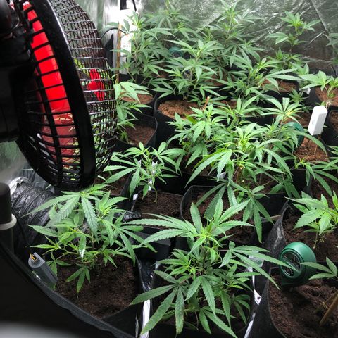 Mimosa  #16 growlog timeline photo