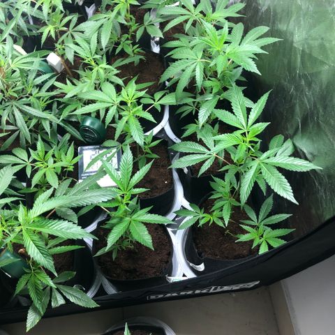 Mimosa  #16 growlog photo: Se ven mas recuperadas crecimiento mas rapido engorde fe tallo y hojas mas grandes 