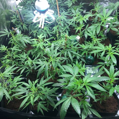 Mimosa  #16 growlog photo: Se ven mas recuperadas crecimiento mas rapido engorde fe tallo y hojas mas grandes 