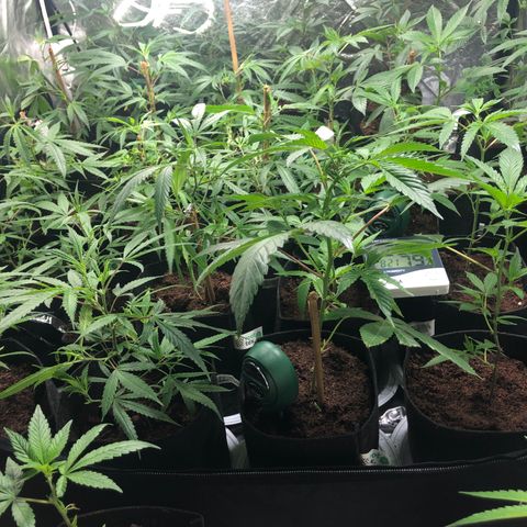 Mimosa  #16 growlog photo: Se ven mas recuperadas crecimiento mas rapido engorde fe tallo y hojas mas grandes 