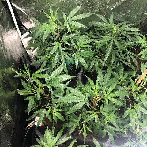 Mimosa  #16 growlog photo: Se ven mas recuperadas crecimiento mas rapido engorde fe tallo y hojas mas grandes 