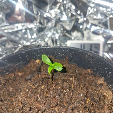 Nr 4 growlog timeline photo