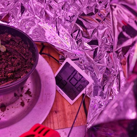 Nr 4 growlog photo: Humidity isint great put a fan on wil check later what happend 