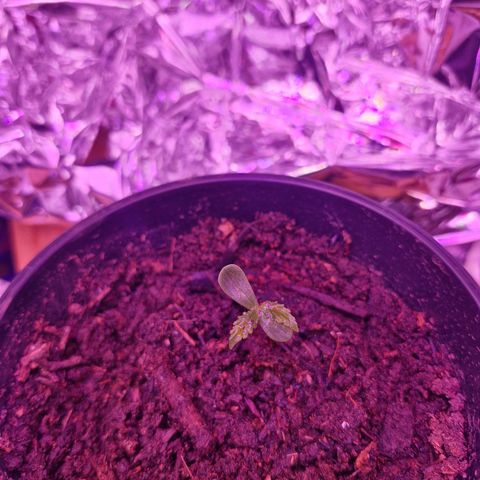 Nr 4 growlog photo: Humidity isint great put a fan on wil check later what happend 