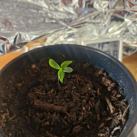 Nr 4 growlog timeline photo