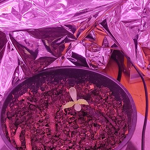 Nr 4 growlog timeline photo