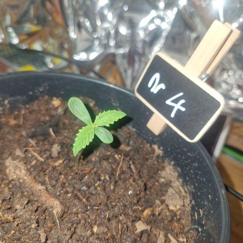 Nr 4 growlog timeline photo