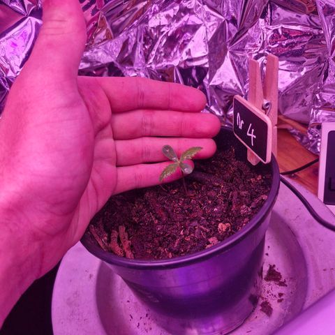 Nr 4 growlog timeline photo