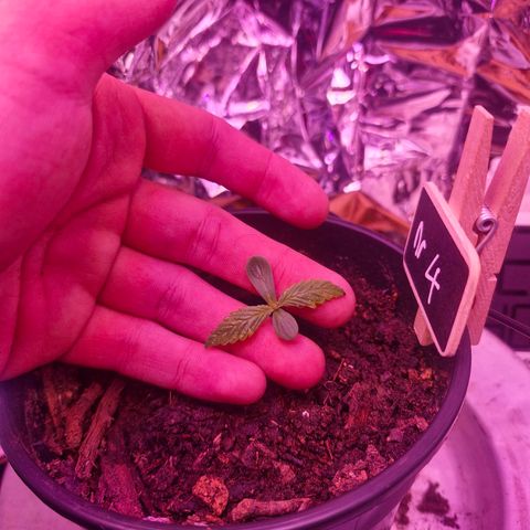 Nr 4 growlog timeline photo
