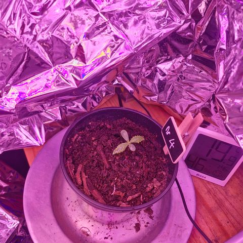 Nr 4 growlog timeline photo