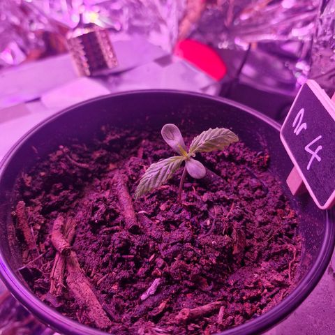 Nr 4 growlog timeline photo