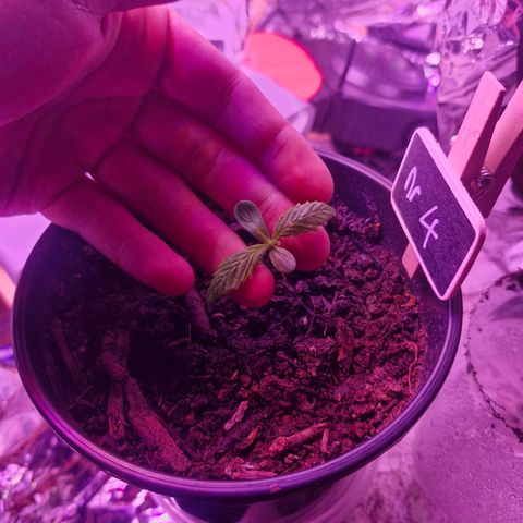 Nr 4 growlog timeline photo