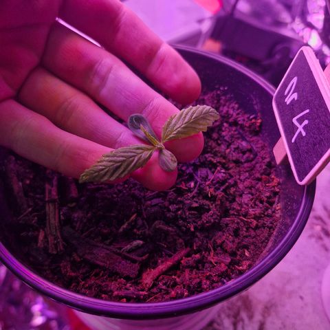 Nr 4 growlog timeline photo